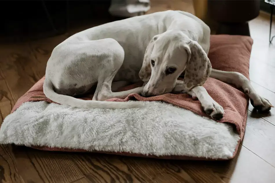 spiworek dla psa bliss koralowy