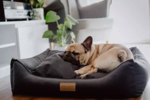 pies śpi na eleganckim ciemnym legowisku spokój
