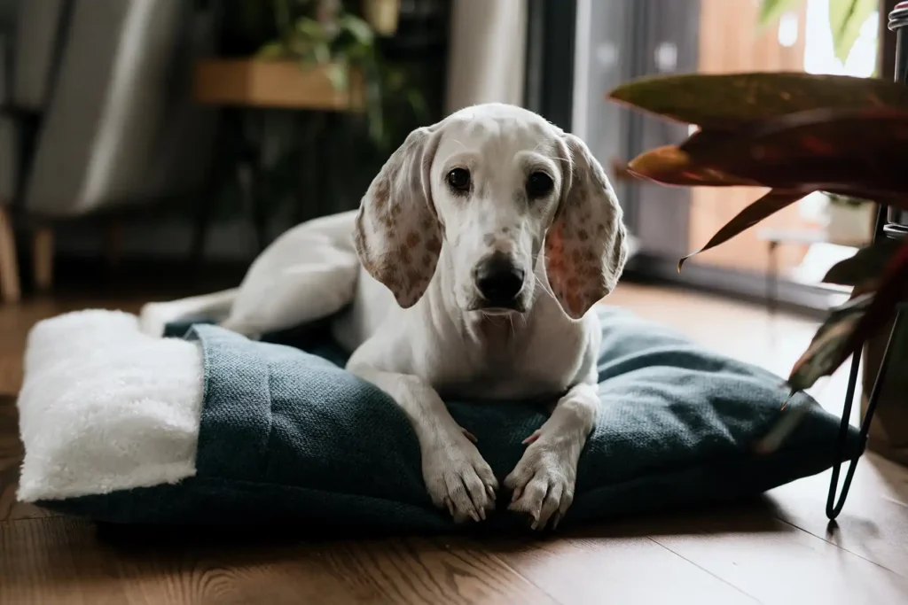 spiworek dla psa bliss zielony
