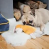 pies bawi się zabawką przy legowisku