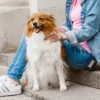 pies podczas spaceru siedzi z opiekunką z przyczepioną saszetką