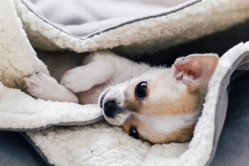 spiworek szary pies wypoczynak relax