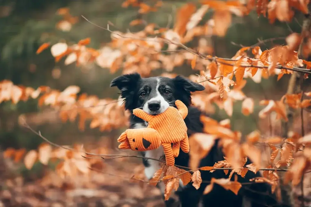 border collie zabawka dla psa pomaranczowa sztruks